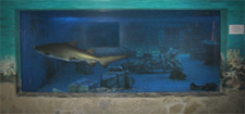 Amusement Park Marine Aquarium